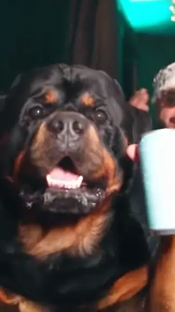 Rottweiler version by @weezy_m